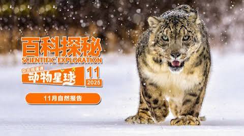 百科探秘动物星球:高山上的白色精灵雪豹